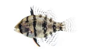 Image result for Dermatolepis inermis