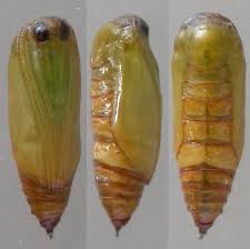 Attēlu rezultāti vaicājumam “Idaea biselata”