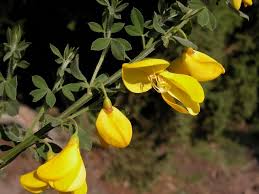 Image result for Cytisus scoparius