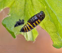 Attēlu rezultāti vaicājumam “Abraxas grossulariata pupa”