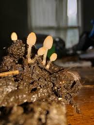 Attēlu rezultāti vaicājumam “Diderma subviridifuscum var. macrospora* macro”