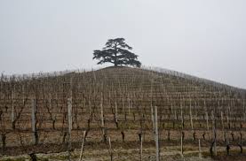 Attēlu rezultāti vaicājumam “Libanotis montana”