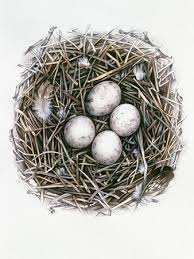 Attēlu rezultāti vaicājumam “Accipiter gentilis nest”