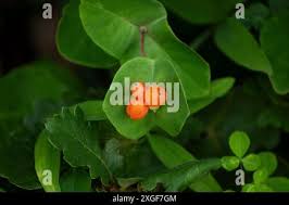 Attēlu rezultāti vaicājumam “Lonicera caprifolium fruit”