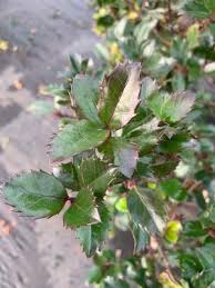 Attēlu rezultāti vaicājumam “Ilex x meserveae”