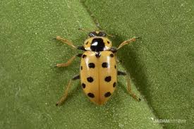 Attēlu rezultāti vaicājumam “Hippodamia tredecimpunctata”