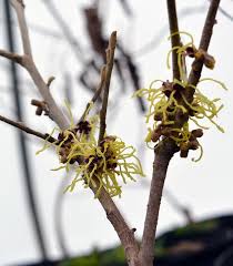 Attēlu rezultāti vaicājumam “Hamamelis vernalis”