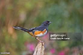 Image result for Pipilo erythrophthalmus