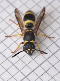 Attēlu rezultāti vaicājumam “Ancistrocerus sp. male”