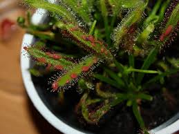 Attēlu rezultāti vaicājumam “Drosera rotundifolia fruit”