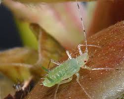 Attēlu rezultāti vaicājumam “Drepanosiphum platanoidis”