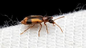 Attēlu rezultāti vaicājumam “Notoxus monoceros”