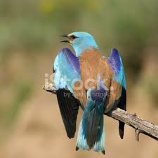 Attēlu rezultāti vaicājumam “Coracias garrulus”