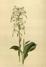 Attēlu rezultāti vaicājumam “Platanthera bifolia flower”