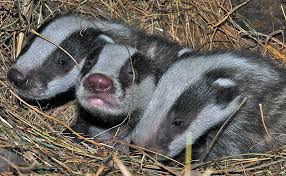 Attēlu rezultāti vaicājumam “Meles meles”