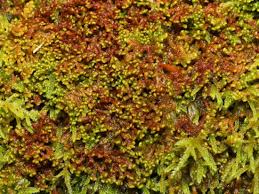 Attēlu rezultāti vaicājumam “Jungermanniopsida”