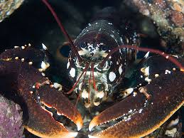 Image result for Homarus gammarus