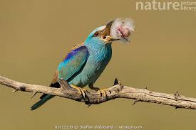 Attēlu rezultāti vaicājumam “Coracias garrulus adult”