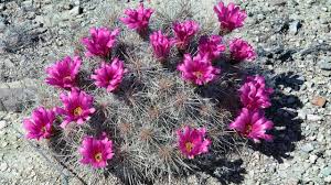 Image result for Cactaceae