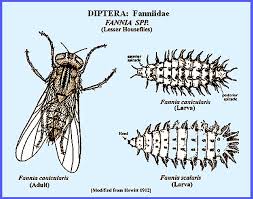 Attēlu rezultāti vaicājumam “Therevidae larva”