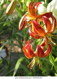 Image result for Lilium martagon `Arabian Night`