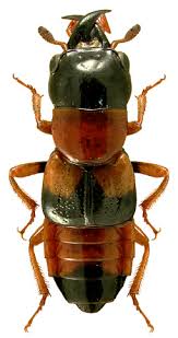 Attēlu rezultāti vaicājumam “Oxyporus”