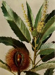 Attēlu rezultāti vaicājumam “Castanea sativa”