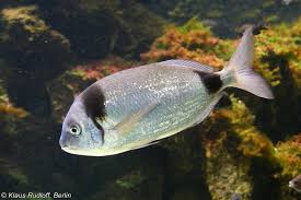 Image result for Diplodus vulgaris