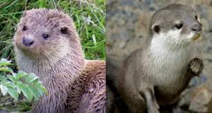 Image result for Eltham Otters