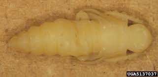 Attēlu rezultāti vaicājumam “Tetropium fuscum”