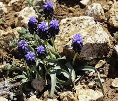 Attēlu rezultāti vaicājumam “Muscari neglectum”