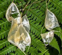 Attēlu rezultāti vaicājumam “Lunaria rediviva leaf”