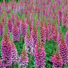 Attēlu rezultāti vaicājumam “Digitalis purpurea fruit”