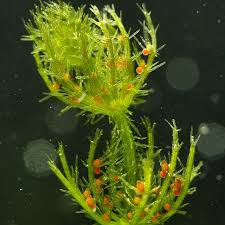 Attēlu rezultāti vaicājumam “Chara polyacantha”