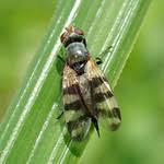 Attēlu rezultāti vaicājumam “Tetanops myopina”