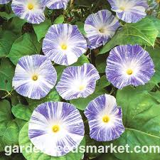 Image result for Prunkwinde