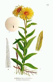 Attēlu rezultāti vaicājumam “Inula salicina”