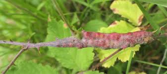 Attēlu rezultāti vaicājumam “Diastrophus rubi”