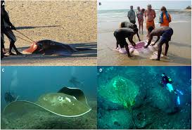 Image result for Megatrygon microps