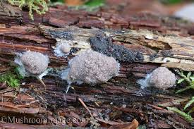 Attēlu rezultāti vaicājumam “Tubifera montana spores”