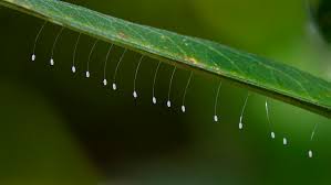 Attēlu rezultāti vaicājumam “Chrysopidae eggs”