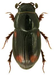 Attēlu rezultāti vaicājumam “Aphodius sp.”