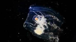 Attēlu rezultāti vaicājumam “Phronia sp.”