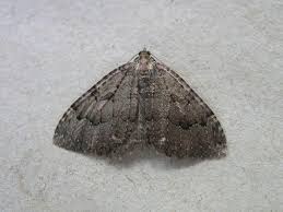 Attēlu rezultāti vaicājumam “Triphosa dubitata”