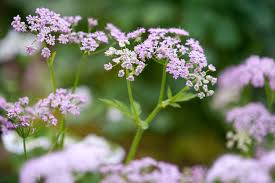 Attēlu rezultāti vaicājumam “Chaerophyllum aromaticum flower”