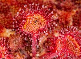 Attēlu rezultāti vaicājumam “Drosera rotundifolia flower”