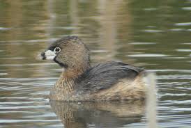 Image result for Podilymbus podiceps