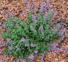 Attēlu rezultāti vaicājumam “Nepeta x faassenii”