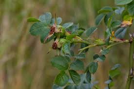 Attēlu rezultāti vaicājumam “Rosa subcanina”