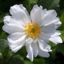 Attēlu rezultāti vaicājumam “Anemone x lipsiensis leaf”